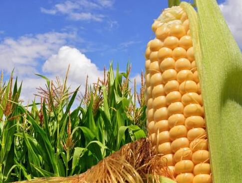 玉米收儲(chǔ)改革把農(nóng)民推向市場(chǎng)，什么玉米價(jià)格會(huì)漲？ 