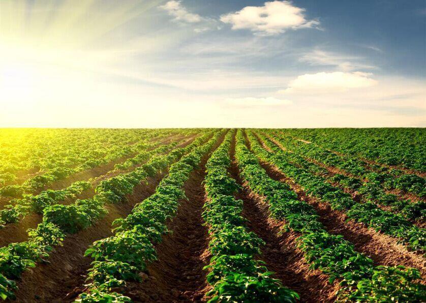 種業(yè)頂風(fēng)前行，必須看清十大形勢(shì)！