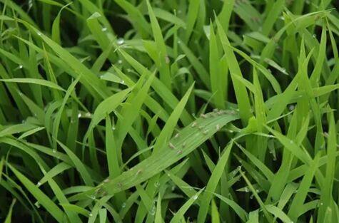 秧田灰飛虱蟲量較高　秧苗期防控是關鍵