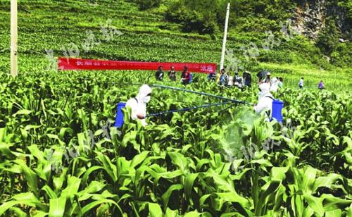 發(fā)生提前，5種藥劑退出國(guó)家推薦名單，今年草地貪夜蛾防控形勢(shì)依然嚴(yán)峻！